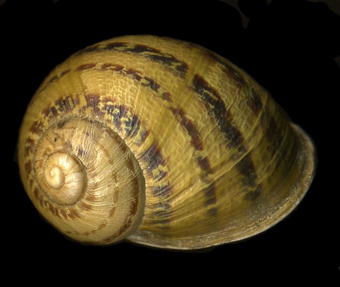 Cornu aspersum (Linnaeus,1758)